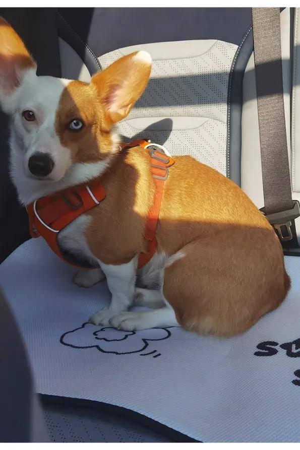 三人一狗最新爆料,揭秘娱乐圈背后的真实故事  第3张